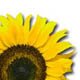 Knowsley Flower Show